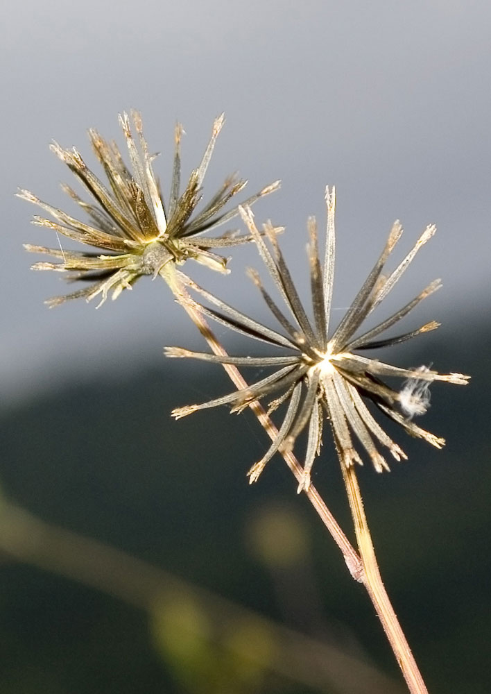 Bidens bipinnata / Forbicina bipennata